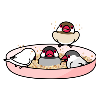 いつでもなかよし文鳥【まめるりはことり】