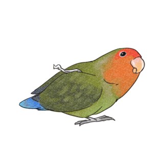おすましコザクラインコ　きなこちゃん【まめるりはことり】