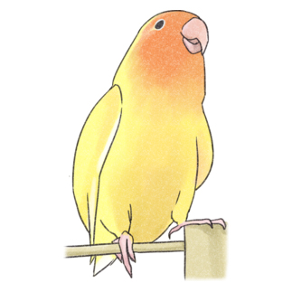 得意げ可愛い　コザクラインコちゃん【まめるりはことり】