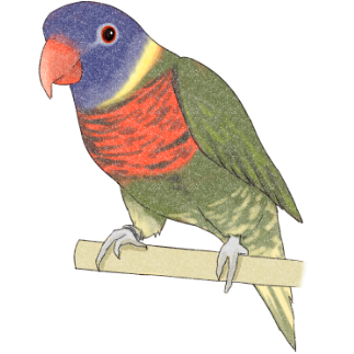 色合いが綺麗なゴシキセイガイインコちゃん【まめるりはことり】