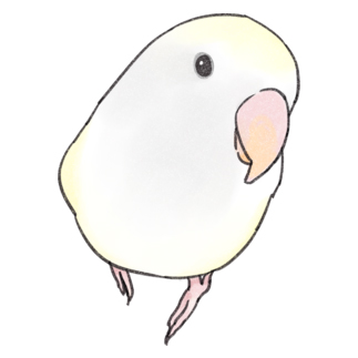 コザクラインコ　バイオレットパイドちゃん【まめるりはことり】