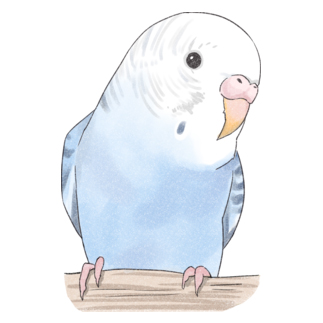 おしゃまな止まり木セキセイインコちゃん【まめるりはことり】