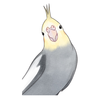 おしゃまなオカメインコちゃん【まめるりはことり】