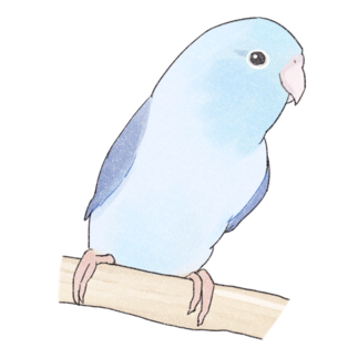 おしゃまなマメルリハのるりちゃん【まめるりはことり】