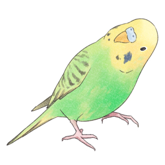 首傾げセキセイインコ　ピーちゃん【まめるりはことり】