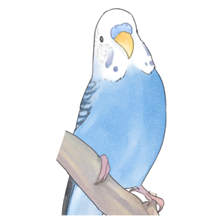 セキセイインコちゃんと止まり木【まめるりはことり】