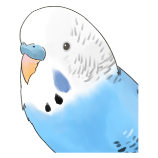 見つめるセキセイインコちゃん【まめるりはことり】