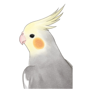 見つめるオカメインコちゃん【まめるりはことり】