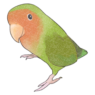 見つめるコザクラインコちゃん【まめるりはことり】