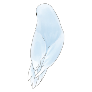 見返り美人マメルリハちゃん【まめるりはことり】