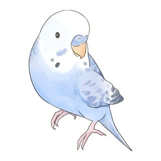 おしゃま美人セキセイインコちゃん【まめるりはことり】