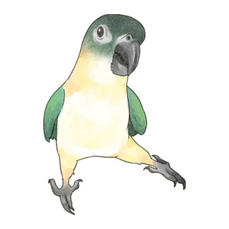 ご機嫌なズグロシロハラインコのカイ君【まめるりはことり】