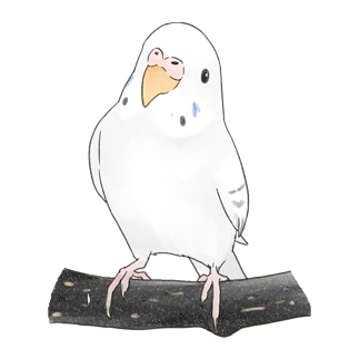 まったりセキセイインコちゃん【まめるりはことり】