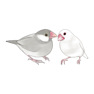 幸せ文鳥ちゃん【まめるりはことり】