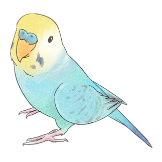 見上げるセキセイインコちゃん【まめるりはことり】