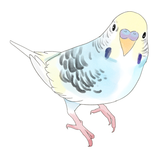 見つめる七色セキセイインコちゃん【まめるりはことり】