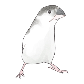 可愛いジュウシマツちゃん【まめるりはことり】