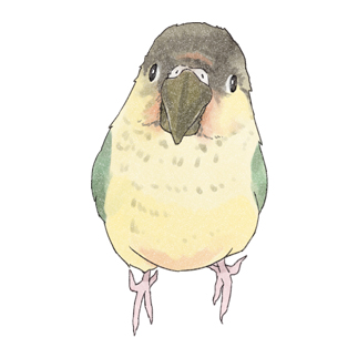 可愛いウロコメキシコインコちゃん【まめるりはことり】