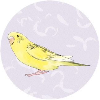 お空を見つめるセキセイインコちゃん【まめるりはことり】