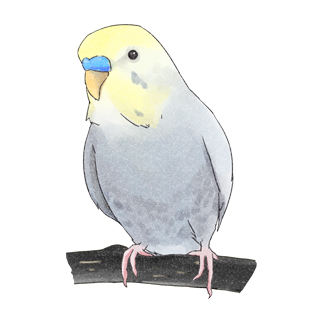 のんびりセキセイインコちゃん【まめるりはことり】