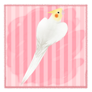 ハートルチノーオカメインコ【まめるりはことり】