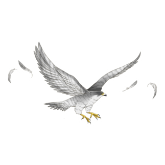 隼ファルコン【まめるりはことり】