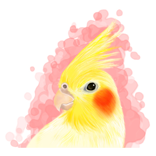 ほんわかオカメインコ　ルチノー【まめるりはことり】