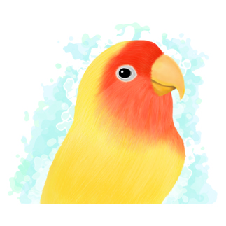 ほんわかコザクラインコ　ルチノー【まめるりはことり】