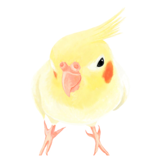 オカメインコ　おすましルチノー【まめるりはことり】