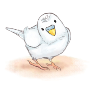 セキセイインコ　レティ【まめるりはことり】