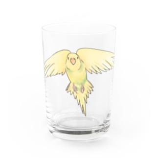 可愛いセキセイインコのぴーたんちゃん【まめるりはことり】