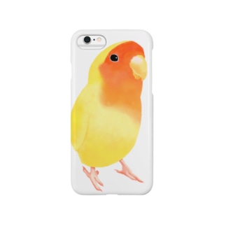 コザクラインコ　おすましルチノー【まめるりはことり】