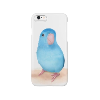 ブルーマメルリハ【まめるりはことり】