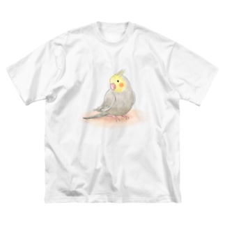 オカメインコ　シナモン【まめるりはことり】