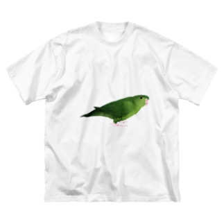 サザナミインコ　グリーン【まめるりはことり】