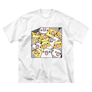 三密です！むちむちオカメインコさん【まめるりはことり】