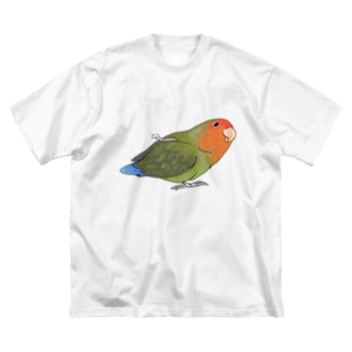 おすましコザクラインコ　きなこちゃん【まめるりはことり】