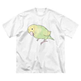 首傾げ　スパングルセキセイインコちゃん【まめるりはことり】