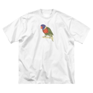 色合いが綺麗なゴシキセイガイインコちゃん【まめるりはことり】