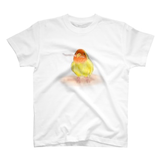 コザクラインコ　レイ【まめるりはことり】