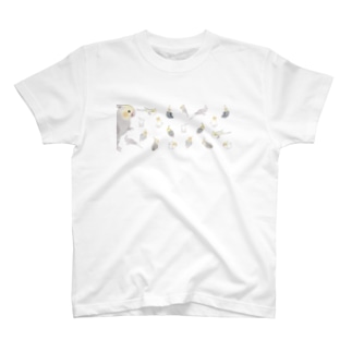 たっぷりオカメインコちゃん【まめるりはことり】