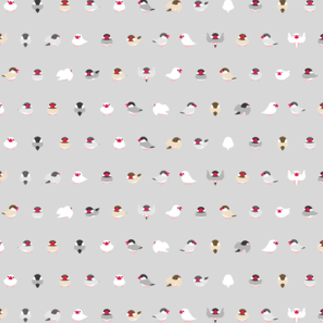 ちみまめ文鳥ちゃん【まめるりはことり】