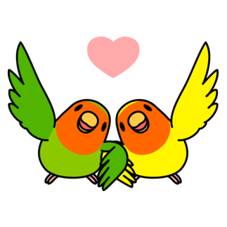 ハイタッチなかよしコザクラインコ【まめるりはことり】