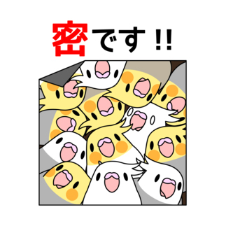 密です！オカメインコさん【まめるりはことり】