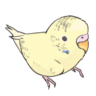 可愛いセキセイインコ　おすましちゃん【まめるりはことり】