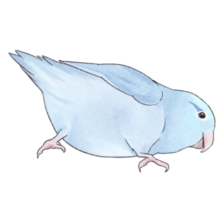 マメルリハ　もちふりちゃん【まめるりはことり】