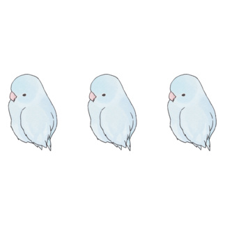 可愛いアメリカンホワイト　マメルリハちゃん【まめるりはことり】