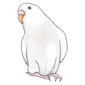 アルビノセキセイインコちゃん【まめるりはことり】