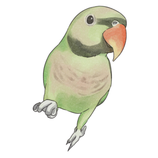 ご機嫌なダルマインコちゃん【まめるりはことり】