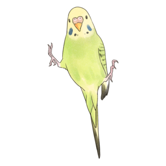 ピタッとセキセイインコちゃん【まめるりはことり】